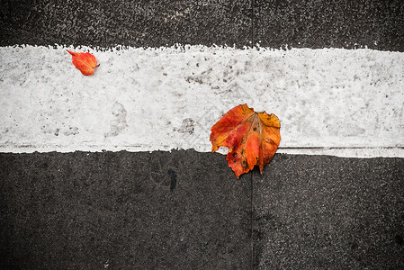 两片树叶人行道上的落叶背景
