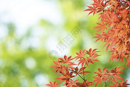 秋天的枫叶绿色的鸡爪槭高清图片