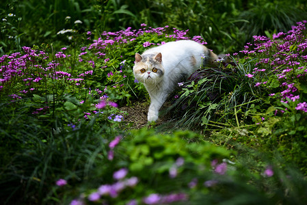 花丛中的猫图片