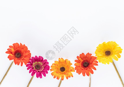 彩色花朵 背景图片