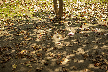 地面上的初秋落叶光影高清图片
