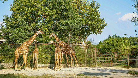 动物园门口野生动物园长颈鹿背景