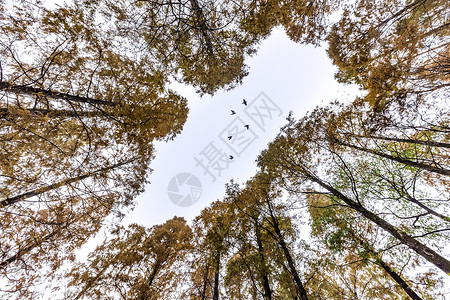 仰望树木红衫林的天空背景