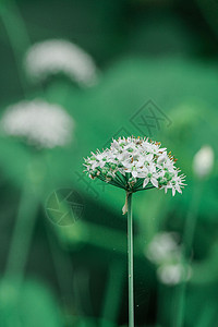 清新植物背景图片