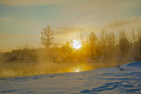 冬树林雪地日出背景