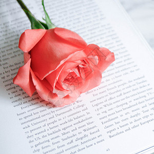 玫瑰干净英语书高清图片