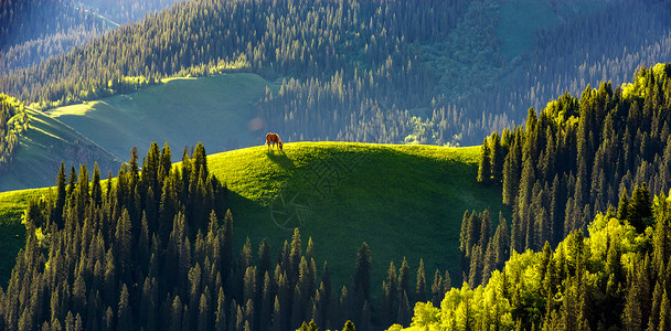 世界之光山梁上的马匹背景