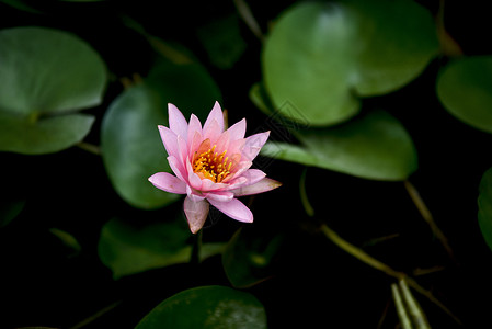 荷花藕花深处高清图片