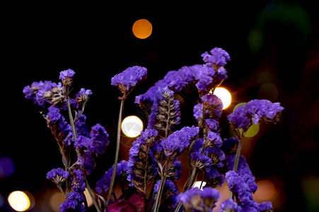 夜晚灯光下的薰衣草干花花束图片