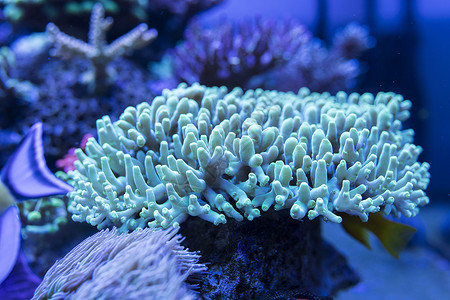 珊瑚工艺品海底世界各种鱼类和生物背景