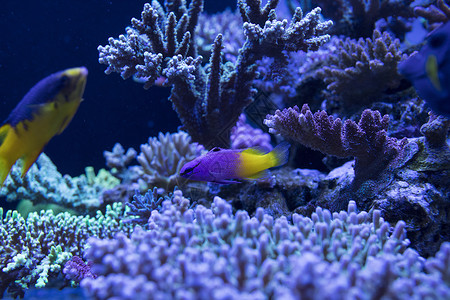 海底世界各种鱼类和生物背景图片