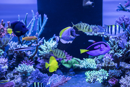 生物海洋海底世界各种鱼和生物背景
