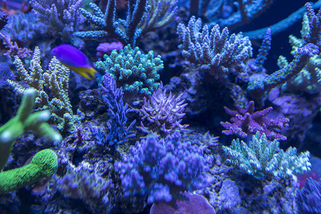 蓝珊瑚海底世界各种鱼和生物背景
