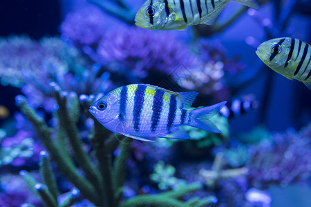 海底世界各种鱼和生物背景图片