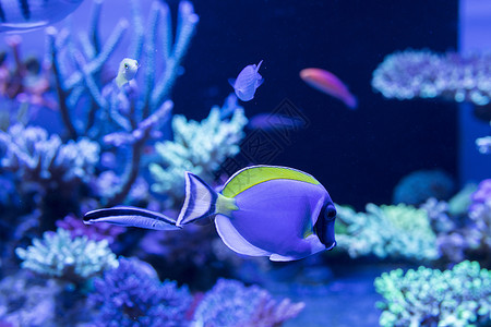 鱼彩色海葵高清图片