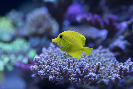 海底世界各种鱼和生物能见度高清图片素材
