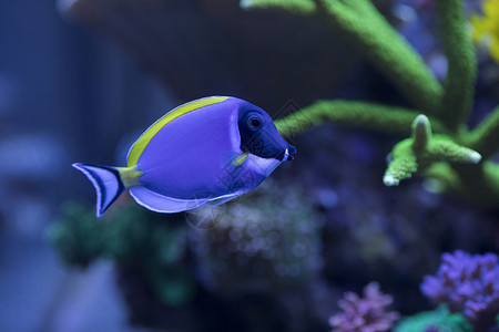 海底世界各种鱼和生物背景图片