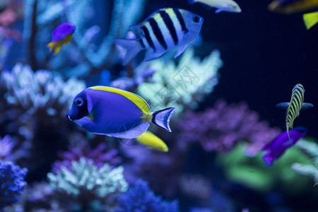 能见度低海底世界各种鱼和生物背景