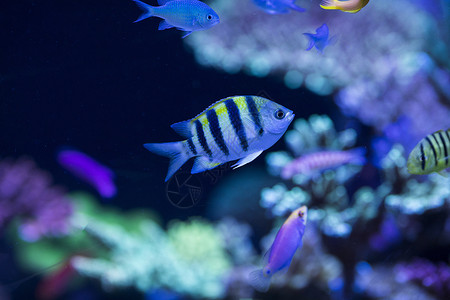 海底世界各种鱼和生物背景图片