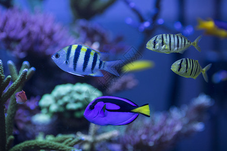 海底世界各种鱼和生物清澈高清图片素材
