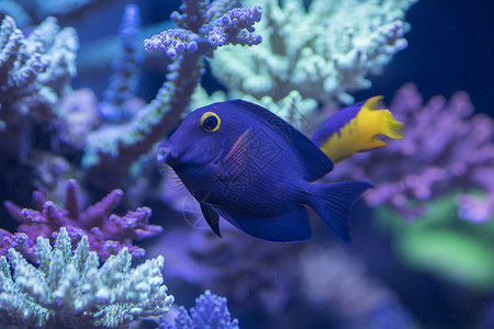 海底世界各种鱼和生物清澈高清图片素材