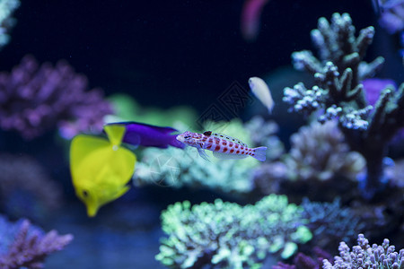 海底世界各种鱼和生物背景图片