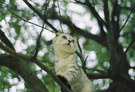 调皮白色小猫小猫爬树背景