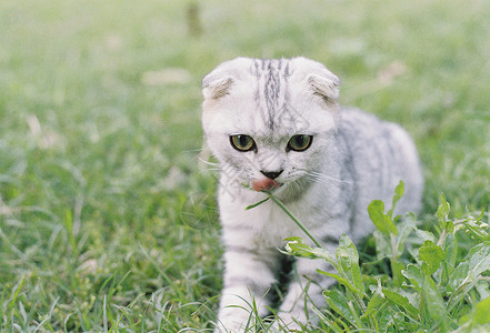 调皮白色小猫小猫在草坪上玩耍背景