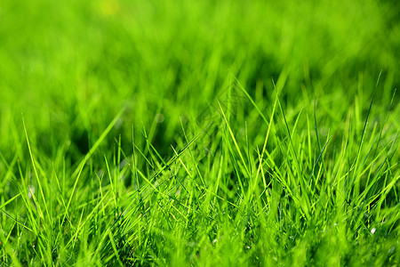 竹卷背景素材草地的背景背景