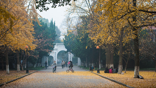 苏州大学的银杏树图片