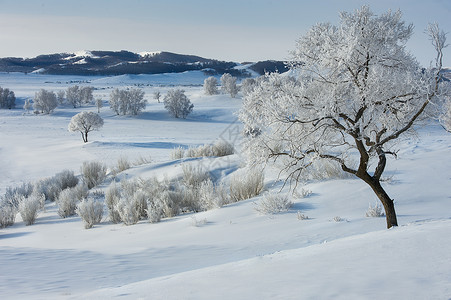 白雪皑皑的美景冬日坝上背景