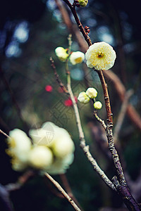 冬季梅花盛开图片