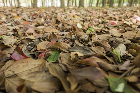 秋天树林里落叶满地背景图片