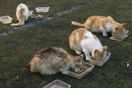 猫粮元素流浪猫在好心人的帮助下进食背景