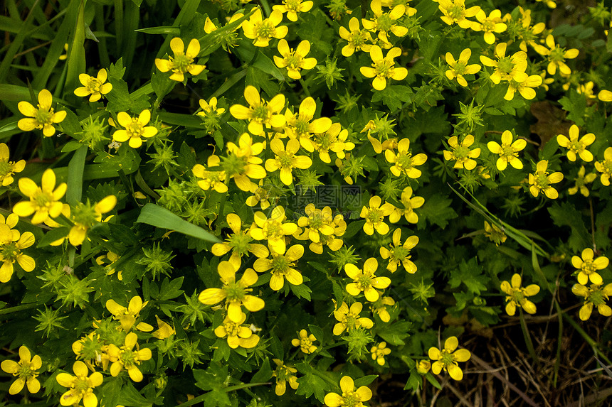 黄色野花盛开图片