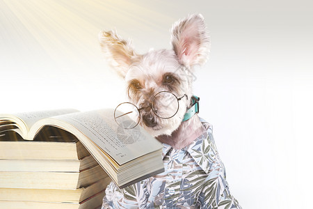 狗看书戴眼镜的狗设计图片