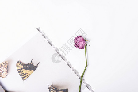 白色简约蝴蝶桌面上的书和玫瑰花背景