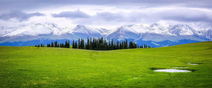 雪山松树喀拉峻草原背景