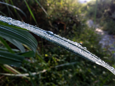 露水图片