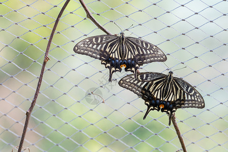困在网中的蝴蝶两只蝴蝶背景