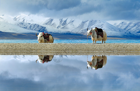 野生保护动物西藏雪山下的两只白牦牛倒影背景