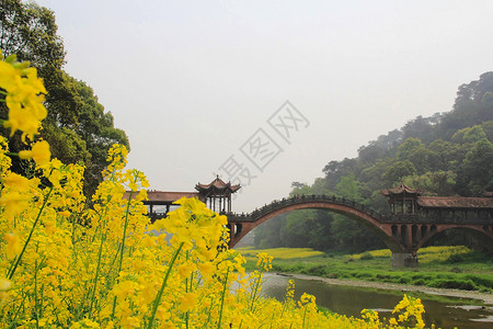 油菜花旁的拱桥背景图片