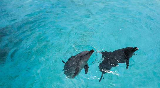 冲绳水族馆海豚高清图片