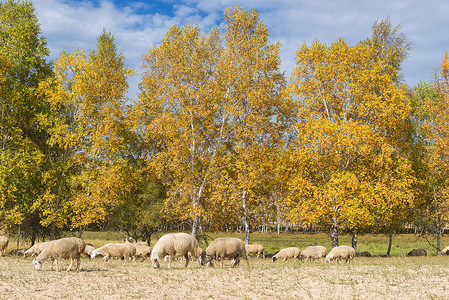 悠闲吃草的羊群高清图片
