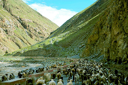 西藏公路上的羊群图片