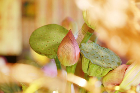 百合花背景莲花禅意供佛背景