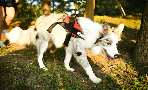 深林遛弯的狗高清图片
