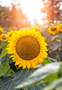 植物光照逆光下的向日葵太阳花背景