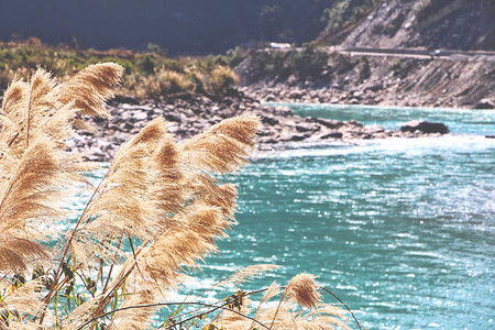 水边石头江边的芦苇背景