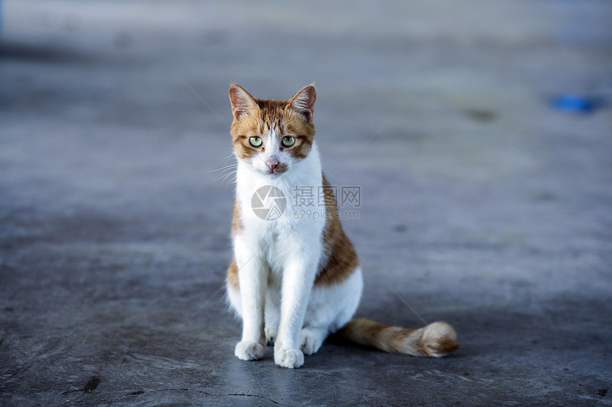 公园里的流浪猫图片